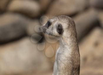 Meerkat or suricate is a small carnivoran belonging to the mongoose family.