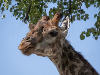 Beautiful giraffe stands tall on blue sky background.