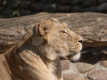 Portrait lioness basking in the warm sun after dinner.