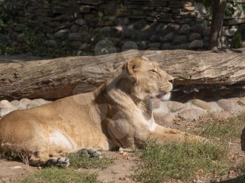 Portrait lioness basking in the warm sun after dinner.