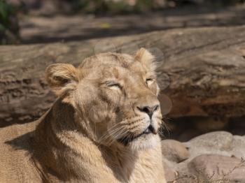 Portrait lioness basking in the warm sun after dinner.