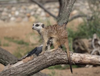 Meerkat or suricate is a small carnivoran belonging to the mongoose family.