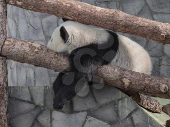 Large white panda sleeps on a tree branch.