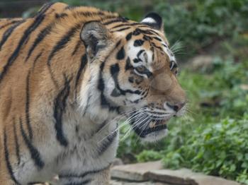 Close up of a predatory amur tiger's face.