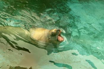 Large sea lion swimming in the sea