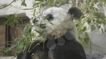 Panda goes on a background of green grass.