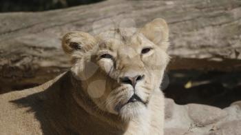 Portrait lioness basking in the warm sun after dinner.