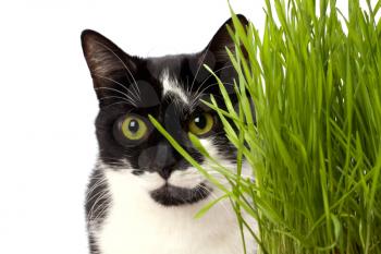 cat in grass isolated on white background