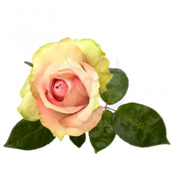 Beautiful rose   isolated on white background