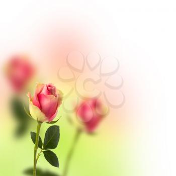 Beautiful floral background. Roses over blurred pink backdrop.