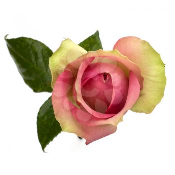 rose isolated on white background close up