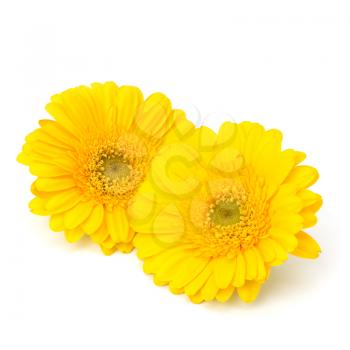 Beautiful daisy gerbera flowers isolated on white background