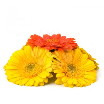 Beautiful daisy gerbera flowers isolated on white background