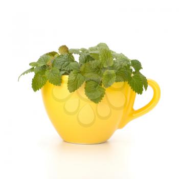 Herbal peppermint tea cup isolated on white background. Alternative medicine concept.