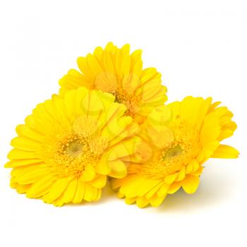 Beautiful daisy gerbera flowers isolated on white background