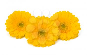 Beautiful daisy gerbera flowers isolated on white background