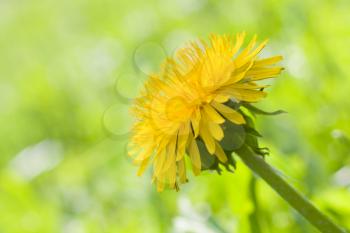 Beautiful dandelion flower close up