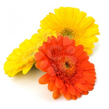 Beautiful daisy gerbera flowers isolated on white background