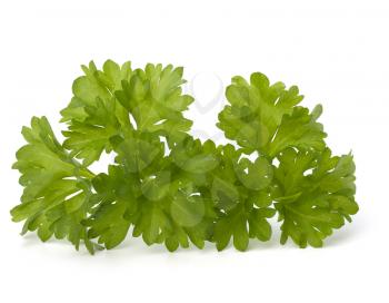 Parsley herb isolated on white background