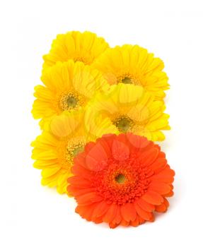 Beautiful daisy gerbera flowers isolated on white background