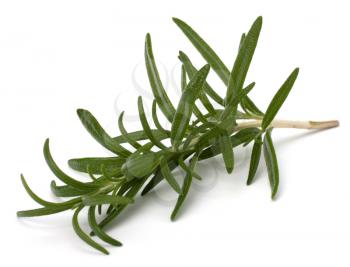 Sweet rosemary leaves isolated on white background