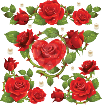 Vector Red Rose design elements isolated on white background