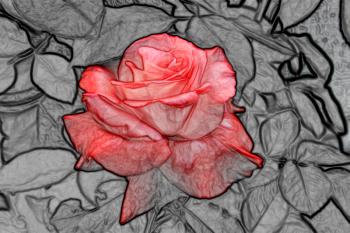Royalty Free Photo of a Rose Illustration