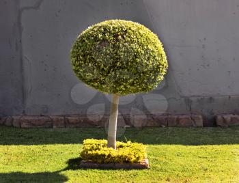 Royalty Free Photo of a Trimmed Tree