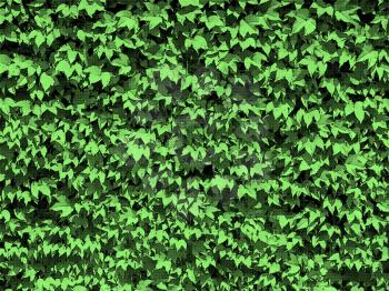 Royalty Free Photo of a Wall of Green Leaves