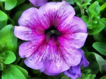 Royalty Free Photo of a Purple Petunia Flower