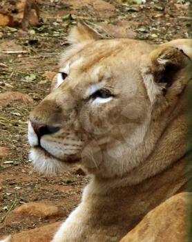 Royalty Free Photo of a Lioness