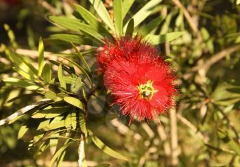 Close-up Picture of the Spiky Red Bottle Brush Flower 