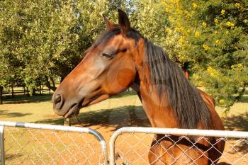 Large Brown Pony at Gate with Pointed Ears