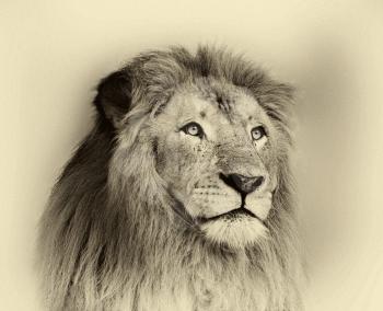 Sepia Toned Black and White Striking Lion Face Portrait 