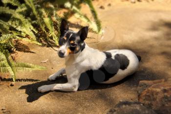 Picture of a Fox Terrier Laying in the Sun 