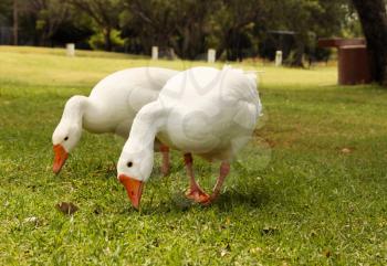 Picture of Two Geese Busy Eating Grass