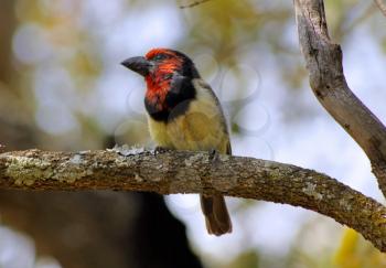 Picture of the Colorful Black Collared Barbet Bird on Branch