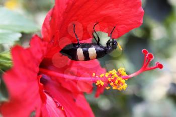 Black Yellow Striped African Blister Beetle Feeding on Hibiscus Flower 