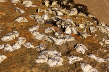 Close-up Picture of Sharp Oysters Shells Attached to Sea Rocks 