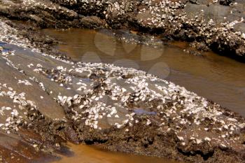 Picture of Sharp Oysters Shells Attached to Sea Rocks 