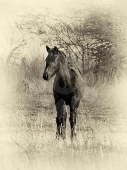 Sepia Toned Black and White Picture of Young Foal in Field