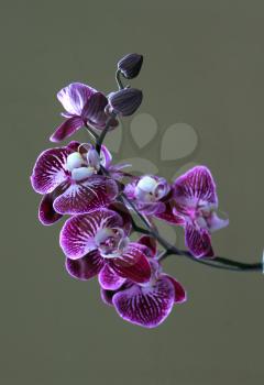 Royalty Free Photo of a Purple Orchid