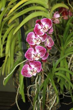Royalty Free Photo of an Orchid