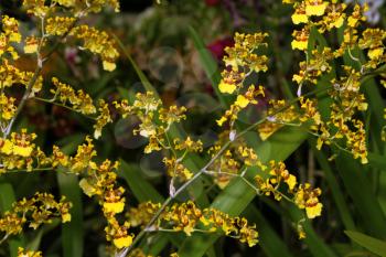 Royalty Free Photo of an Orchid Species Oncidium Golden Anniversary
