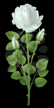 Royalty Free Clipart Image of a White Rose