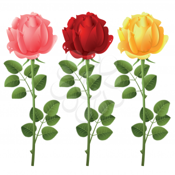 Royalty Free Clipart Image of Three Differently-Coloured Roses