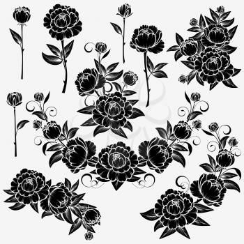 Collection of roses on a white background.  Isolated