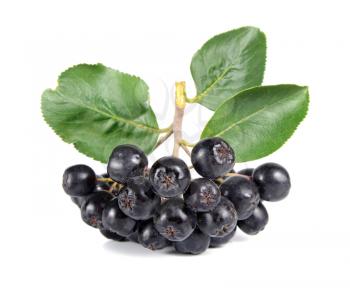 black ashberry isolated on white background