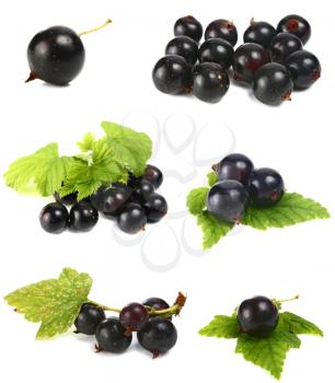 black currants isolated on white background