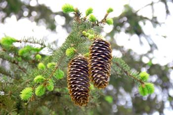 brown cones on green fir-tree